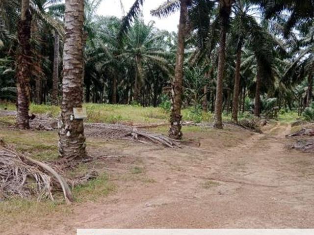 Rancangan Ulu Paloh, Johor @ Agricultural Land for Sale