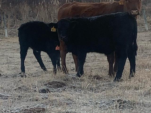 Ranch Family Looking For Opportunity!