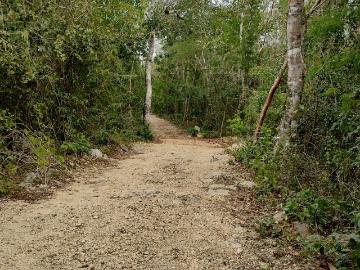 RANCHO 16.71 HECTAREA EN VENTA EN CHEMAX YUCATAN A 900 METROS DE LA CARRETERA