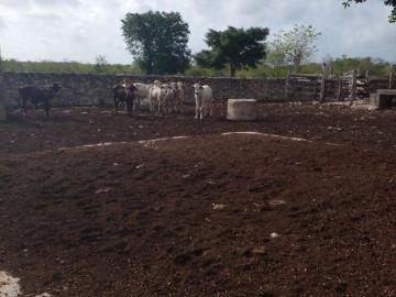 Rancho 60 hectareas en Buctzotz a 250 metros de carretera