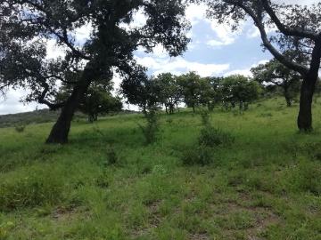 Rancho 80 hectareas canadas de obregon jal