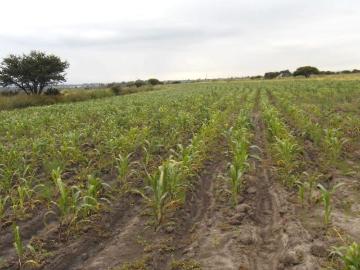 Rancho con casa y caballerizas en venta huichapan hidalgo