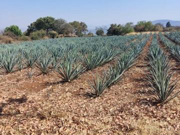 Rancho con 14,000 mts cuadrados