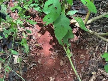 Rancho a 50 minutos de Merida Yucatan propiedad privada 60 hectareas