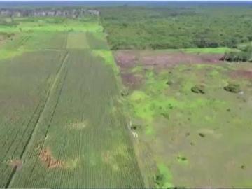 Rancho Agrícola Ganadero en Venta de 90 Hectáreas en Champotón, Campeche