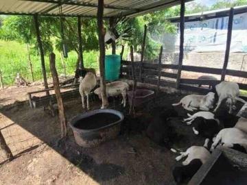 Rancho ganadero con pasto mombasa en panaba