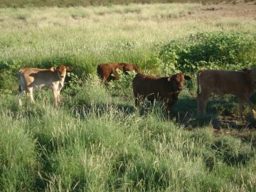RANCHO GANADERO EN MPIO DE JUAREZ, CHIH 18,000 HAS