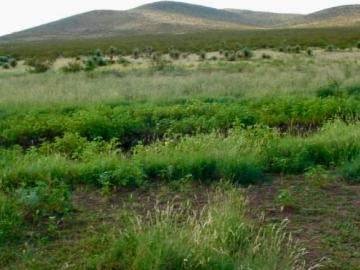RANCHO GANADERO EN VENTA EN JIMENEZ, CHIHUAHUA 1000 HAS