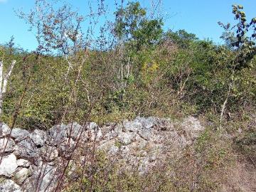 Rancho de 2 HAS a solo 40 minutos de Mérida y 7 de Motul