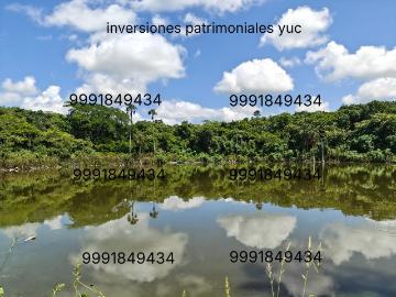 Rancho de 723 HAS con 8 Cenotes a 11 Km de Subasta Ganadera de Tizimin Yuca