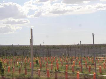 Rancho en producción en Parras