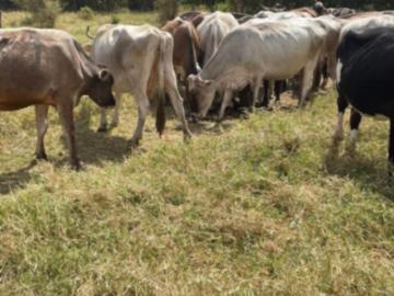 RANCHO EN VENTA, 89 HECTAREAS, VILLAFLORES, CHIAPAS