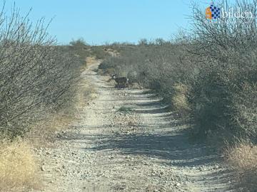 Rancho en Venta en Mapim? Durango