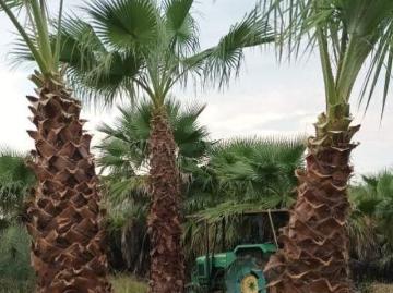 Rancho en Venta en Santa Fe, Cadereyta Jimenez