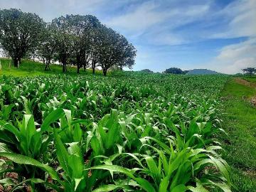 RANCHO EN VENTA EN QUILA AMECA