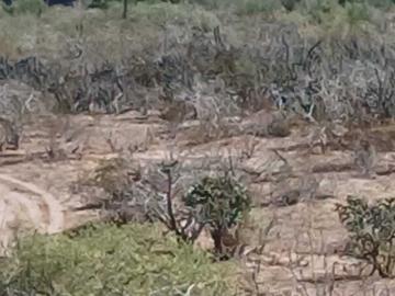 Rancho en VENTA La Junta Comondu BCS