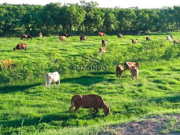 RANCHO EN VENTA, MUNICIPIO DE EBANO, S.L.P