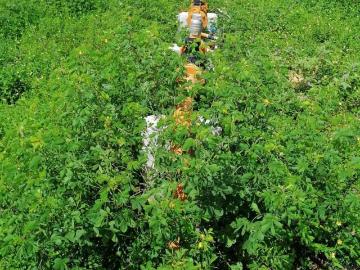 Rancho en Venta Tzucacab Yucatan 107 Hectareas de Oportunidad Agricola