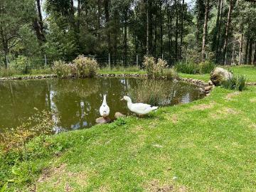 Rancho el 7