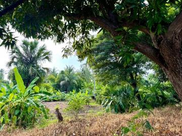RANCHO HERMOSO CERCA DE LA PLAYA. TIENE AGUA, LUZ, Y ÁRBOLES FRUTALES