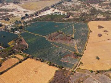 RANCHO LA GAVILANA EN VENTA, CAMINO A SAN ISIDRO MAZATEPEC, TLAJOMULCO DE ZUÑIGA