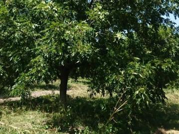 Rancho en Lindavista, San Buenaventura, Coahuila