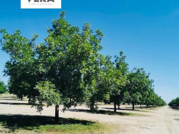 RANCHO NOGALERO Y AGR?COLA A 30 MINUTOS DE CHIHUAHUA CAPITAL