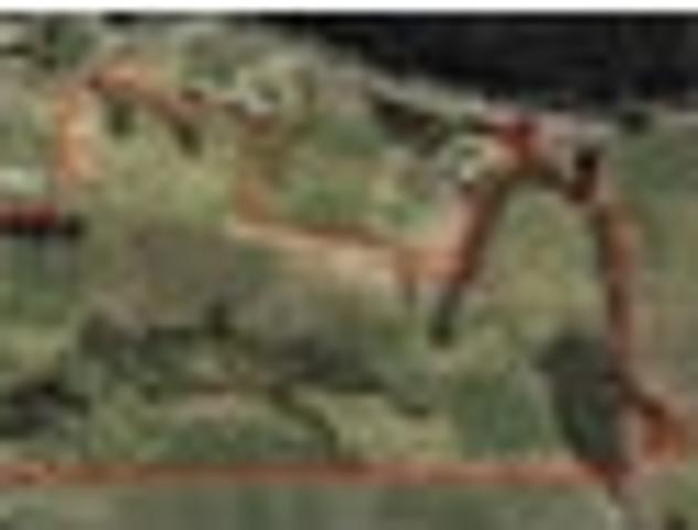 Rancho Radiata Farm Price is plus GST If Any