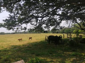 EN VENTA RANCHO TERRENO 3 HECTAREAS EN MATA DE UVA VERACRUZ