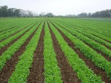 Ranchos en Venta en San Miguelito