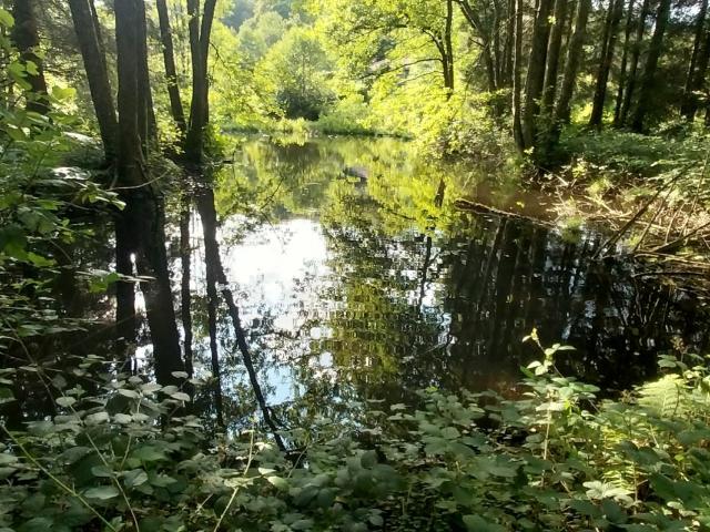Rare à la vente secteur mille étangs ! Etang avec terrain et cabanon