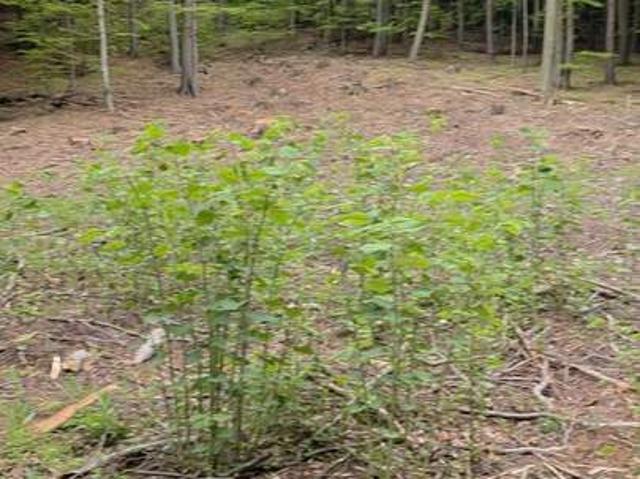 Rarität Baugrundstück im Wald keine Nachbarn