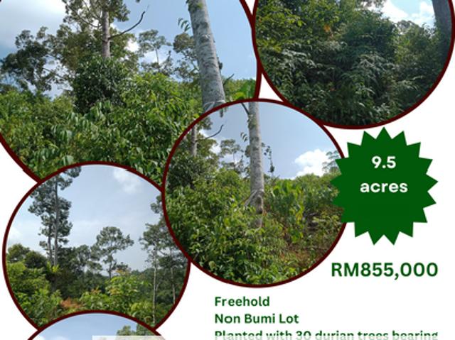 Raub Dong Vacant Agricultural Land