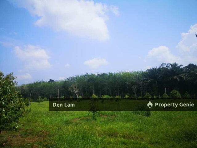Raub Sungai Ruan Durian farm for sale !