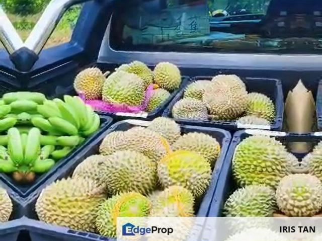Rawang Ulu Yam highland durian farm for sale Selangor