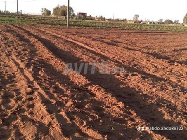 أربعاء الشتوية بيرجديد الجديدة