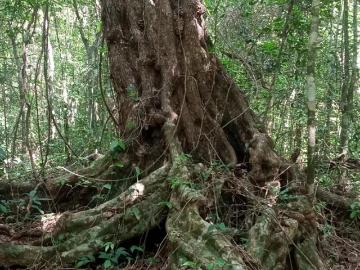 OPORTUNIDAD venta de terreno 10 hectareas tituladas en la Ruta de los cenotes