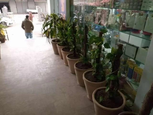 Rented Shop for Sale at H 13, Islamabad Investors Rate Islamabad H 13 ID 58210