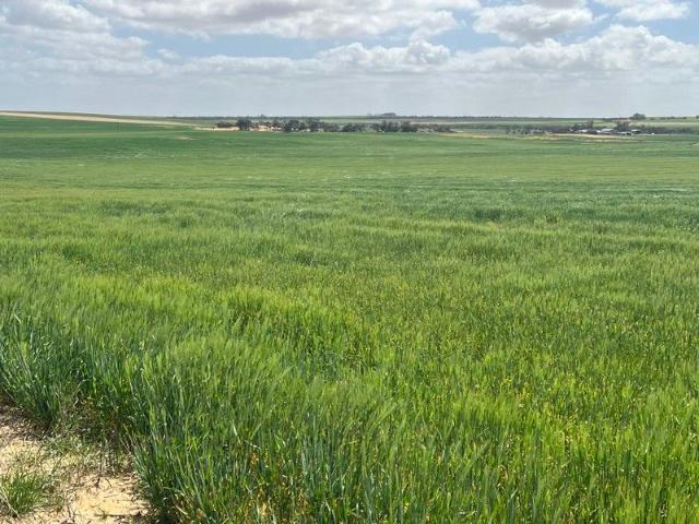 Renowned Wynarka Cropping Region