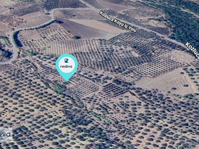 REALİVADAN BERGAMA KOZLUCADA SATILIK 2794 M2 ZEYTİNLİK
