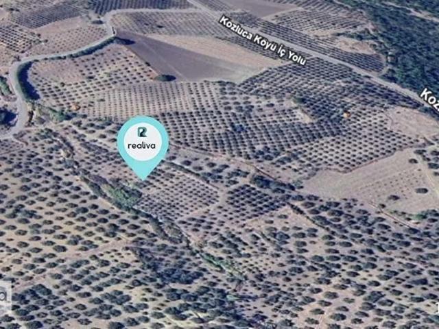 REALİVADAN BERGAMA KOZLUCADA SATILIK 2794 M2 ZEYTİNLİK