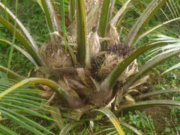 Regalo Finca con Palma Africana, en producciòn !