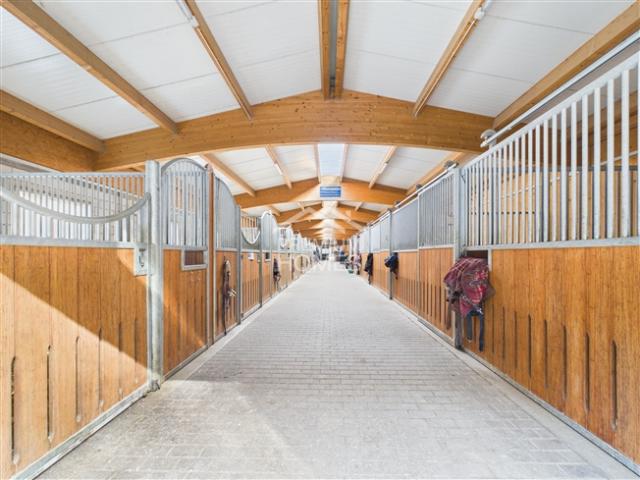 Reitsport auf höchstem Niveau Ein Paradies für Pferd und Reiter