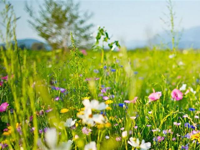EHEMALIGES BAUERNHAUS FÜR TIERLIEBHABER