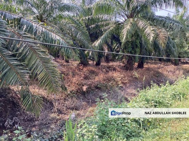 Residential Potential Development Land Bukit Kemandul, Jenjarom For Sale