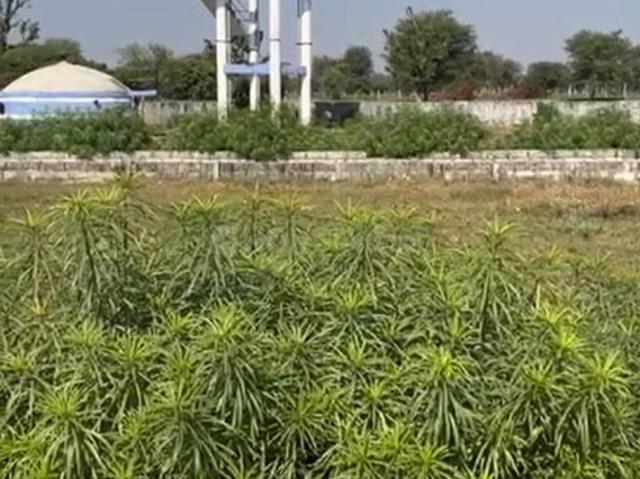 Residential Plot in Muhana for resale Jaipur. The reference number is 19595294