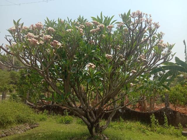 Residential Plot in Murbad for resale Thane. The reference number is 20207185