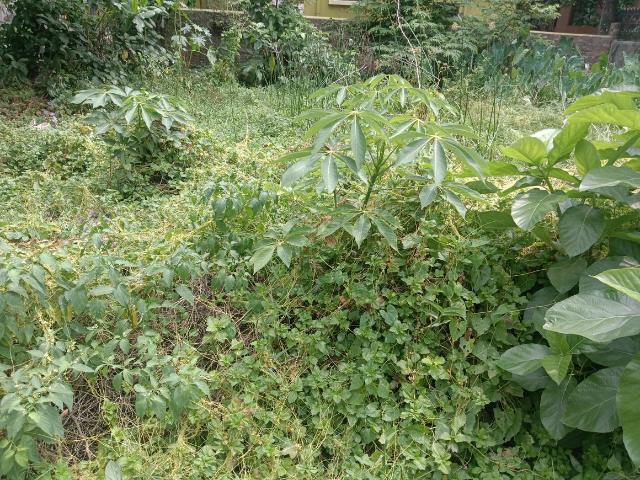 Residential Plot in Madurdaha for resale Kolkata. The reference number is 20344134
