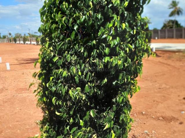 Residential Plot in Melapachchakudi for resale Tiruchirappalli. The reference number is 20440312