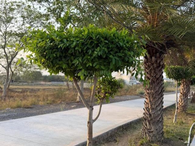 Residential Plot in Mopka for resale Bilaspur. The reference number is 20856844